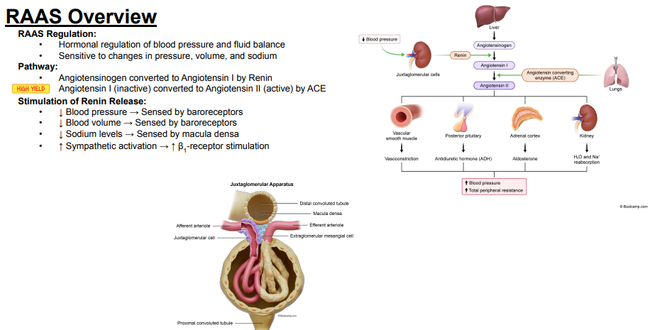 <p>Answer: Decreased sodium levels are sensed by the macula densa, which stimulates renin release.</p><p>Extra Information:</p><ul><li><p>The macula densa is part of the juxtaglomerular apparatus shown on the slide.</p></li></ul><p></p>