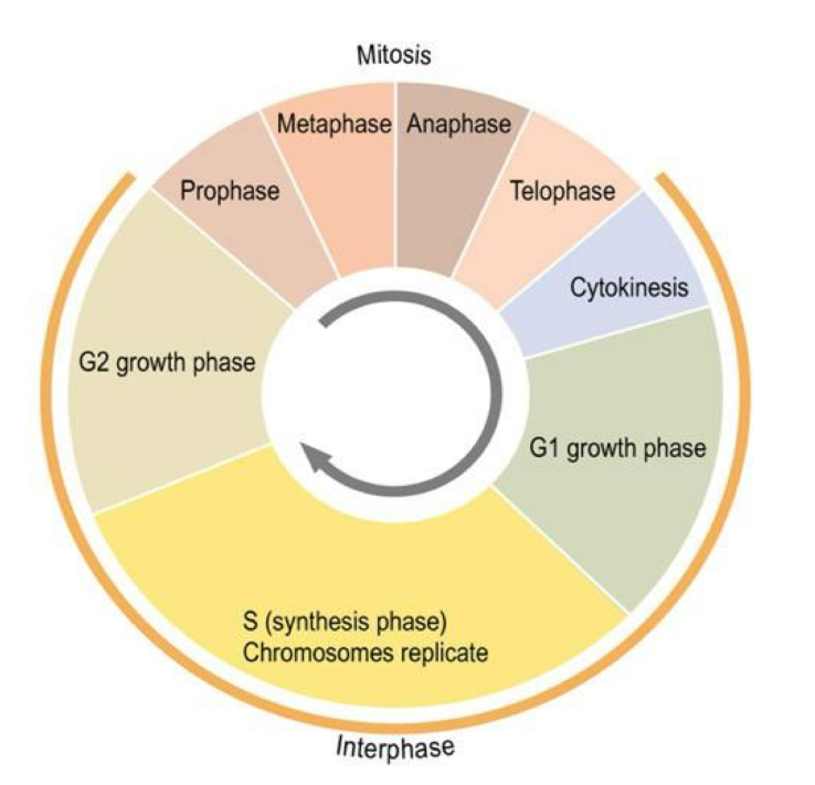<ol><li><p>interphase</p></li><li><p>prophase</p></li><li><p>metaphase</p></li><li><p>anaphase</p></li><li><p>telophase</p></li></ol><p></p>