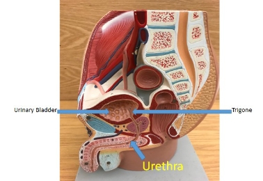 <p>trigone, urethra, urinary bladder</p>
