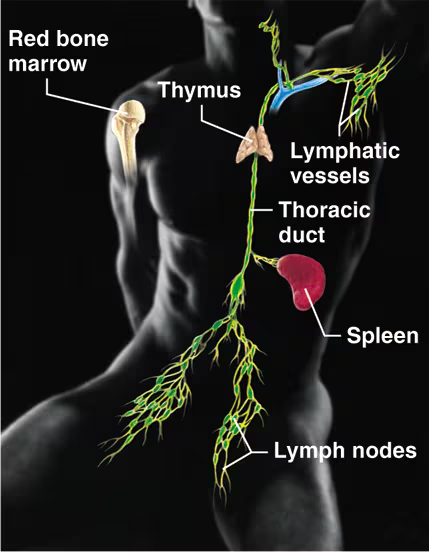 <ul><li><p>Picks up fluid leaked from blood vessels and returns it to blood</p></li><li><p>Disposes of debris in the lymphatic system<br><br></p></li><li><p>Houses white blood cells (lymphocytes) involved in immunity</p></li><li><p>The immune response mounts the attack against foreign substances within the body</p></li><li><p>Contains red bone marrow, thymus, lymphatic vessels, thoracic duct, spleen, and lymph nodes</p></li></ul><p></p>