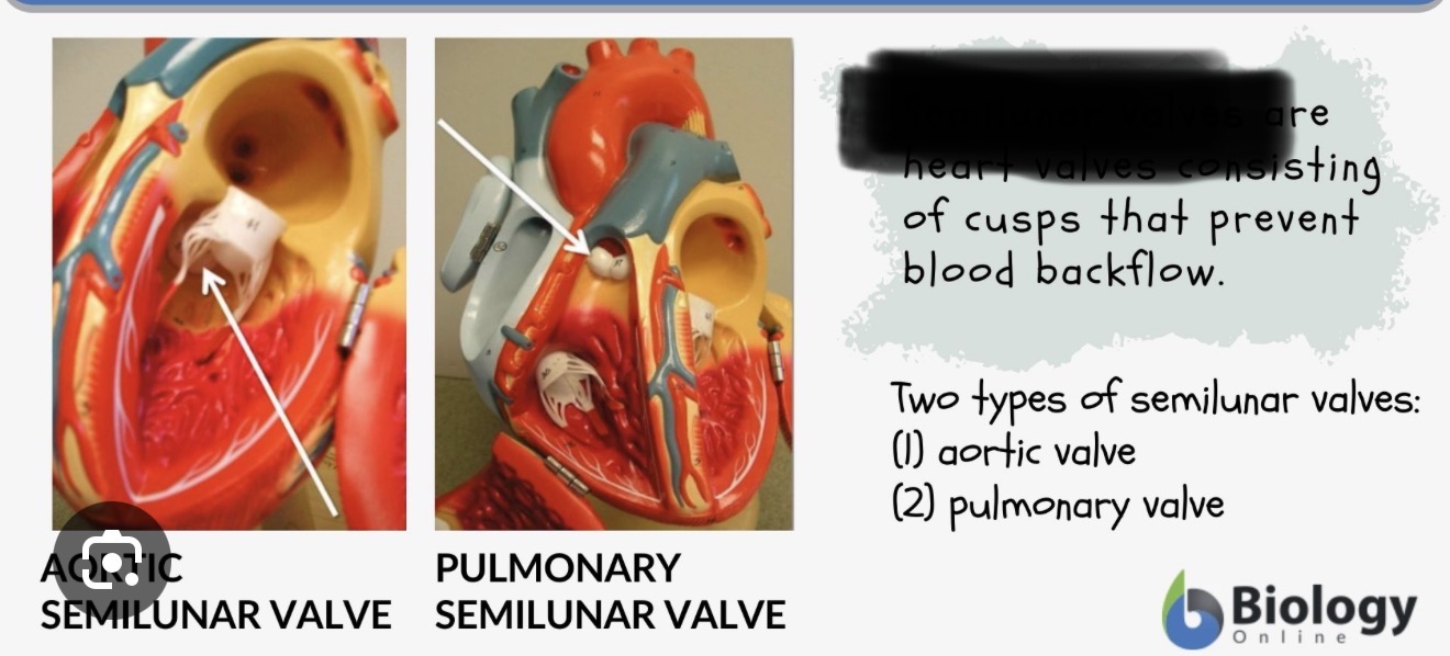<p><span><span>valve between the right ventricle and pulmonary trunk that prevents backflow of blood into the ventricle after contraction.</span></span></p>