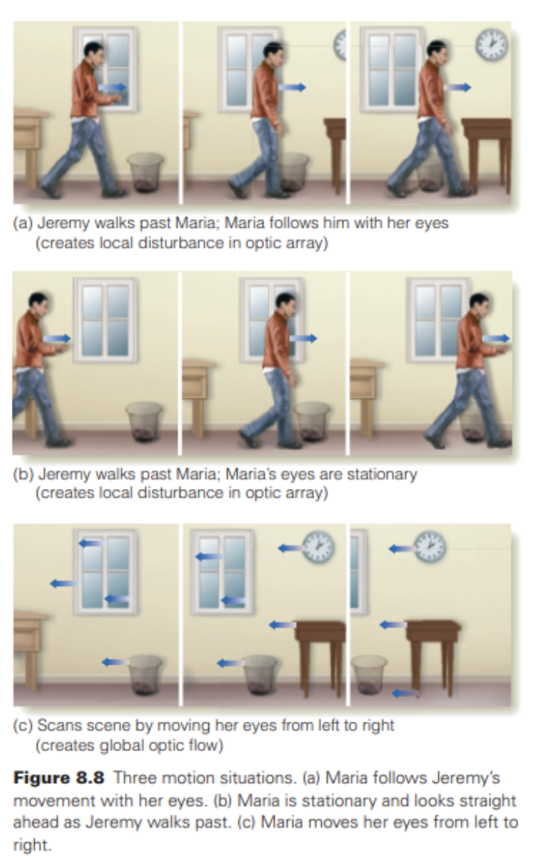 <p>(1) the image displacement signal, which occurs when an image moves across the retina, (2) the motor signal, which is sent from the motor area to the eye muscles to cause the eye to move, and (3) the corollary discharge signal, which is a copy of the motor signal.</p><ul><li><p>Movement will be perceived if a brain structure called the comparator (actually a number of brain structures) receives just one signal—either the image displacement signal or the corollary discharge signal. movement will be perceived if the comparator receives both signals at the same time.</p></li></ul><p>a shows the signals that occur when Maria is following Jeremy with her eyes. There is a CD signal, because Maria is moving her eyes. There is, however, no image displacement signal, because Jeremy’s image stays in the same place on Maria’s retina. The comparator, therefore, receives just one signal, so Maria perceives Jeremy to be moving.</p><p>b shows that if Maria keeps her eyes stationary as Jeremy walks across her field of view, there is an image movement signal, because Jeremy’s image is moving across Maria’s retina, but there is no CD signal, because Maria’s eyes are not moving. Because only one signal reaches the comparator, movement is perceived.</p><p>c shows that if Maria scans the room, there is a CD signal because her eyes are moving and an image movement signal because the scene is moving across her retinas. Because both signals reach the comparator, no movement is perceived.</p>