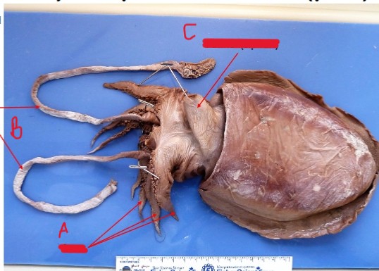 <ol><li><p>identify kingdom, phylum, class, genus</p></li><li><p>identify a-c</p></li></ol><p></p>