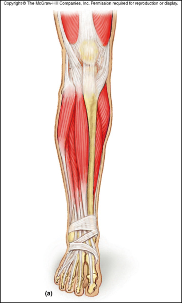 <p>leg (shin area)</p>