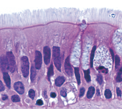 <p>tissue location </p>