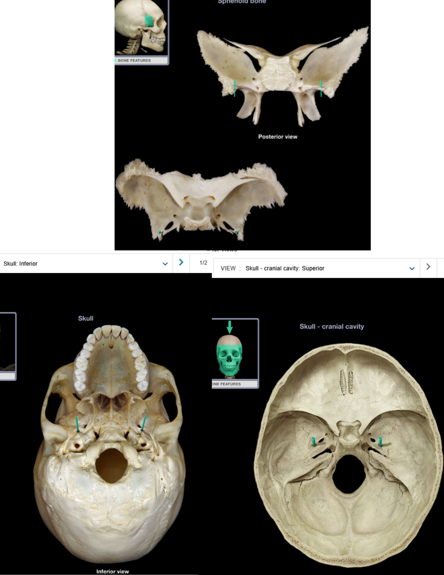 knowt flashcard image