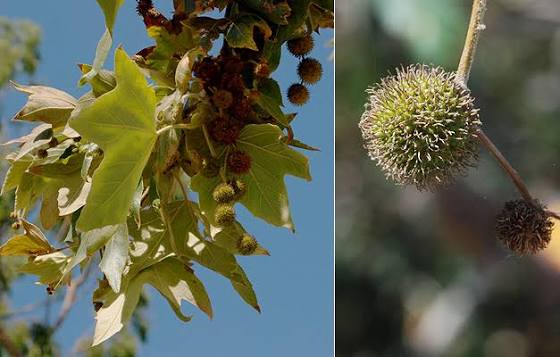 <p>California Sycamore</p>