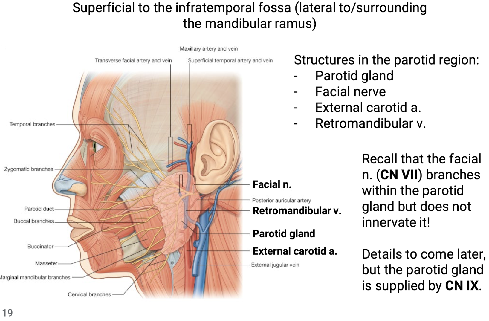 <p>Superficial to the infratemporal fossa (lateral to/surrounding the mandibular ramus). Structures in the parotid region:</p><ul><li><p>Parotid gland</p></li><li><p>Facial nerve (recall that the facial nerve does not innervate the parotid but branches within it)</p></li><li><p>External carotid a.</p></li><li><p>Retromandibular v.</p></li></ul><p></p>
