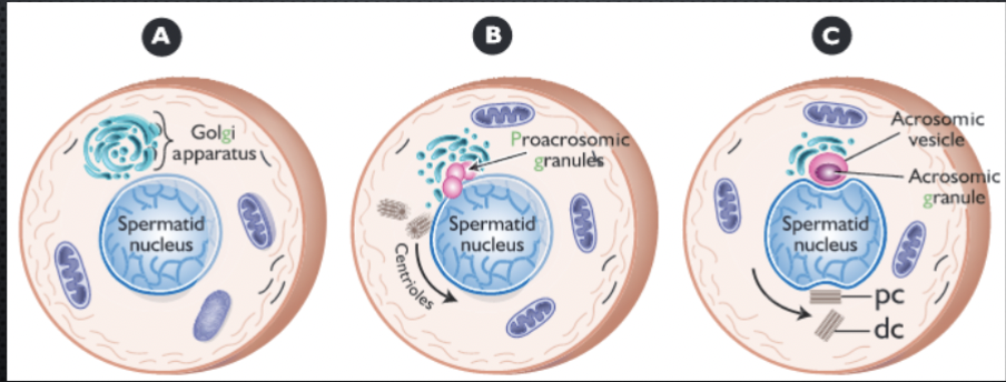 <p>= acrosomic vesicle formation</p><ul><li><p>packages acrosomal contents and membranes</p></li></ul><p></p>