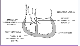<p>What does the image represent? What occurs during this phase? Identify the week of development.</p>