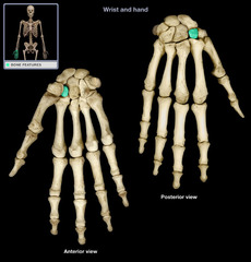 <p>right under the index finger</p>