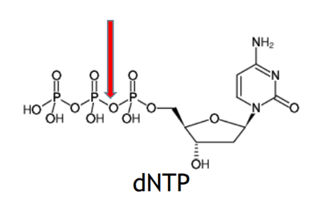 <p>When are dNTPs required?</p>