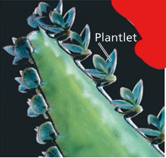 <p>What modified leaf is this?</p>