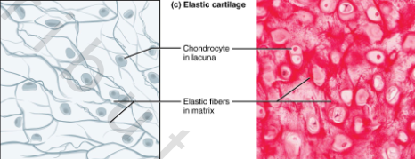<p>Mostly elastic fibers + some collagen fibers; more ground substance</p><p>Stretchy</p>