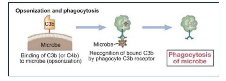 <p>Opsonization and Phagocytosis</p>
