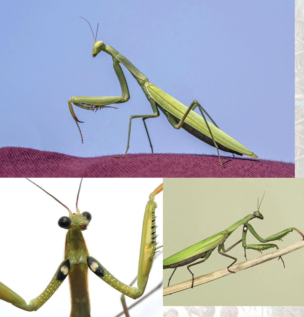 <p>Latin, magyar, védett?</p>