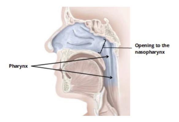 <p><strong>nasopharynx opening = Choanae </strong></p><ul><li><p>posterior border of nasal cavity </p></li></ul><p></p>