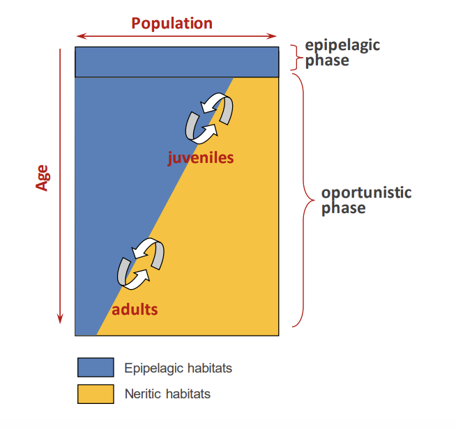 knowt flashcard image