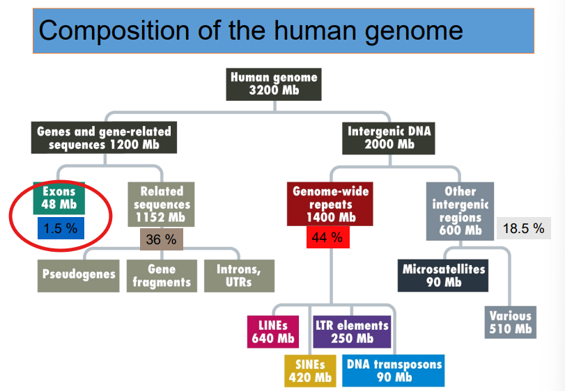 <p><span><strong>Exons</strong> (the actual segments of the DNA that carry the code to make proteins) make up 1.5% of the human genome</span></p><p></p>