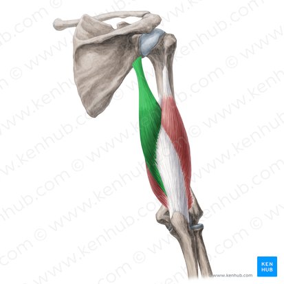 <p>Triceps brachii</p>