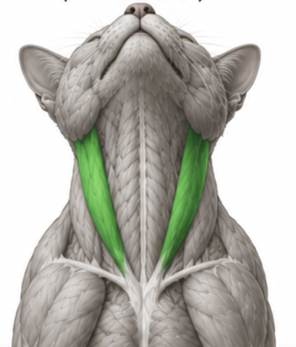 <p>What cat muscle is this?</p>