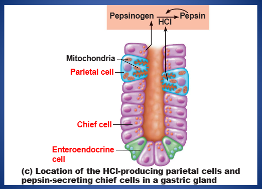 <p>name the cell type found in the gastric glands that secrete:</p><ul><li><p>inactive enzyme pepsinogen</p></li><li><p>activated to pepsin by HCl and by pepsin itself (a positive feedback mechanism)</p></li></ul><p></p>