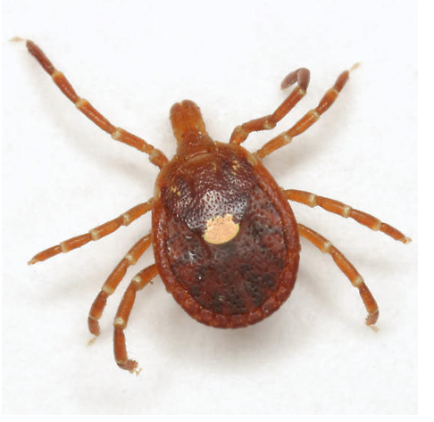 <p>The Lonestar Tick</p>