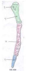 <p>In this lateral sternum, what structure is at 11?</p>