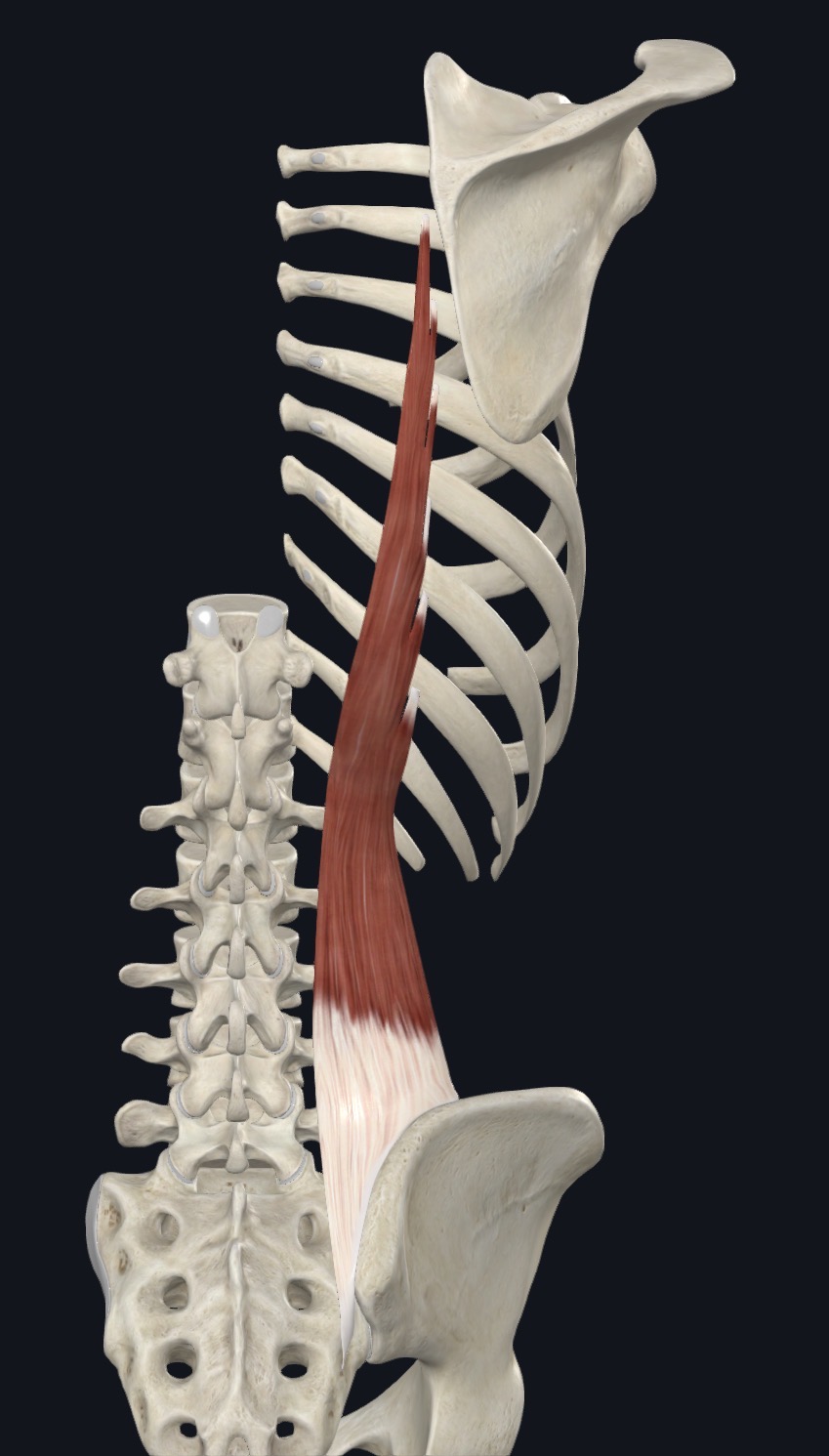 <p>iliocostalis Lumborum <strong>Insertion</strong></p>