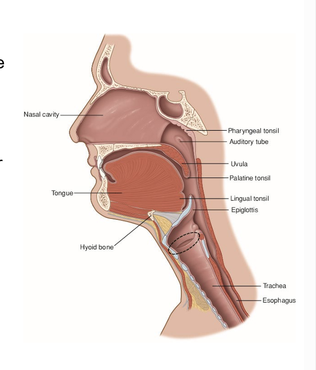 <ul><li><p>part of resp layer of visceral part of pretrach fascia</p></li><li><p>organ or voice production (the “voice box”)</p></li><li><p>guards the air passages → especially during swallowing when it serves as the “sphincter” or “valve” of the lower resp tract</p></li><li><p>connects inf part of pharynx (oropharynx) w trachea</p></li></ul><p></p>
