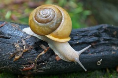 <p>Soft-bodied invertebrates that generally have a hard shell; examples include slugs, snails, and clams.</p>
