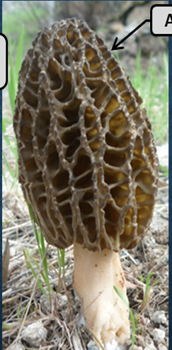 <ol><li><p>What is this? </p></li><li><p>What is its taxonomic group?</p></li></ol><p></p>