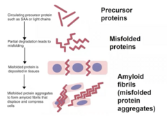 <p>1.) Precursor proteins (SAA or light chains) are in circulation </p><p>2.) partial degradation of precursor proteins occurs, causing them to be misfolded </p><p>3.) misfolded protein is deposited in the tissues, forming aggregates</p><p>4.) misfolded protein aggregates form amyloid fibrils that displace and compress cells</p>