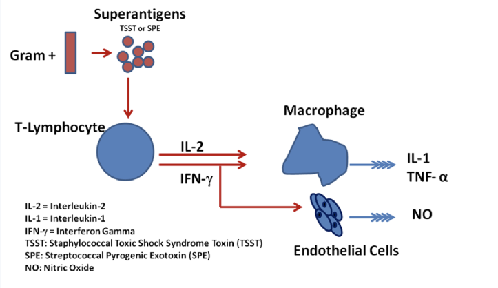 <p><span>Pro-inflammatory response</span></p><p><span>Small amounts of superantigens will cause a large amount of mediators to be secreted: cascade effect</span></p>