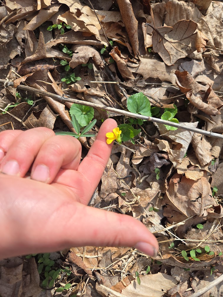 <p><strong>(<em>Viola eriocarpa</em>)</strong> – Woodland violet with yellow flowers and heart-shaped leaves. Rich woods. <strong>Autotroph.</strong><br><strong>Uses:</strong> Edible leaves and flowers.</p>