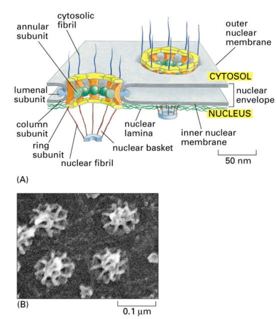 <ul><li><p>Large aqueous channel/pore though double nuclear membrane </p><ul><li><p>Movement = selective barrier in both directions </p></li></ul></li><li><p>Structure = ring, basket, plug</p></li><li><p>50 proteins</p></li><li><p>3000-4000 per nucleus in typical cell </p><ul><li><p>30x mass of ribosome</p></li><li><p>Can help cell transport ribosome through it</p></li></ul></li></ul><p></p>