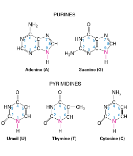 <p>two types:</p><ul><li><p>Purines, which contain a pair of fused rings</p></li></ul><ul><li><p>Pyrimidines, which contain a single ring</p></li></ul><ul><li><p>Thymine is only present in DNA</p></li></ul><ul><li><p>Uracil is only present in RNA (replaces Thymine)</p></li></ul><ul><li><p> Bases are connected to the ribose through the nitrogen atom at position 9 (in purines) or 1 (in pyrimidines)</p></li><li><p> purine Adenine (A) pairs with the pyrimidine Thymine(T)</p><ul><li><p> 2 hydrogen bonds (weak non-covalent bonds)</p></li></ul></li></ul><ul><li><p>purine Guanine (G) pairs with the pyrimidine Cytosine (C)</p><ul><li><p>3 hydrogen bonds</p></li></ul></li></ul><p></p><p></p>
