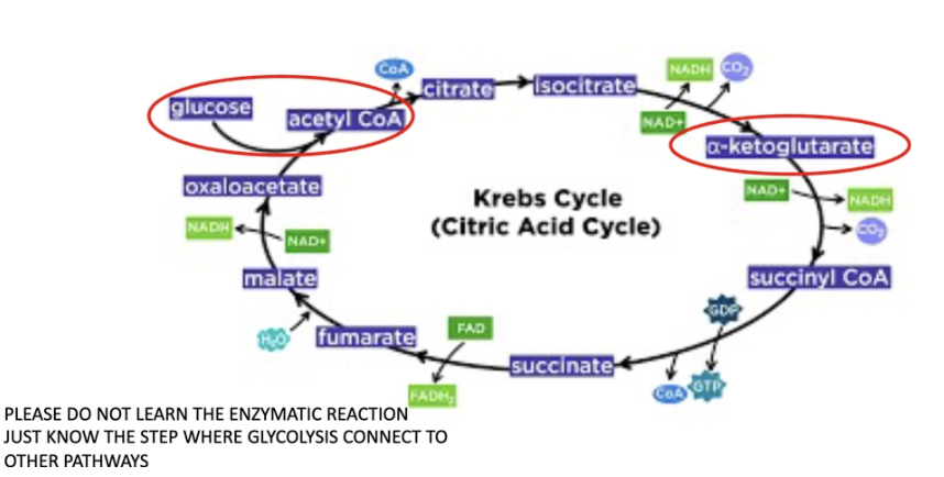 <ul><li><p><span>Occurs in the matrix of the mitochondrion and is a major metabolic pathway used in most quiescent or non-proliferative cell settings.</span></p></li><li><p><span>The TCA cycle is a nexus for multiple nutrient inputs. Most notably, glucose-derived pyruvate or fatty acids are converted into acetyl coenzyme A (acetyl-CoA) that joins the TCA cycle. Glutamate is also a critical fuel for the TCA cycle.</span></p></li><li><p><span>Two major products of the TCA cycle are NADH and FADH2, which can transfer electrons to the electron transport chain to support oxidative phosphorylation and highly efficient ATP generation</span></p></li></ul><p>just know that in red</p><p>just know glycolysis: glucose→ acetyl CoA (fuel for TCA -made from pyruvate)</p><p>alpha-ketoglutarate: essential to make anti-inflammatory molecule and important for a.a production</p>