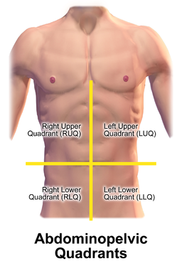 <p>Left Upper Quadrant (LUQ)</p>