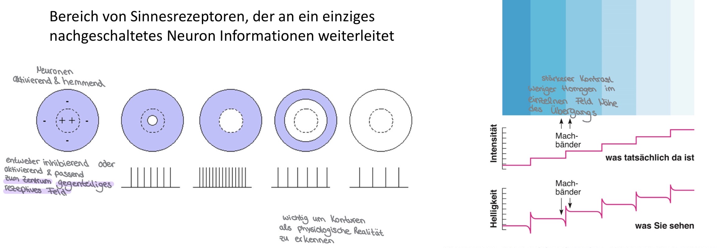 <p><span><strong>Rezeptives Feld</strong></span></p><ul><li><p><span>Bereich von Sinnesrezeptoren, dessen Informationen an <strong>ein nachgeschaltetes Neuron</strong> weitergeleitet werden.</span></p></li></ul><p><span><strong>Zentrum-Umfeld-Organisation</strong></span></p><ul><li><p><span>Rezeptive Felder besitzen <strong>Zentrum</strong> und <strong>Umfeld</strong>.</span></p></li><li><p><span>Zentrum und Umfeld wirken <strong>gegensätzlich</strong> (ON- oder OFF-Zentrum).</span></p></li></ul><p><span><strong>Laterale Inhibition</strong></span></p><ul><li><p><span>Benachbarte Nervenzellen hemmen sich gegenseitig.</span></p></li><li><p><span>Vermittelt u. a. durch <strong>Horizontalzellen</strong> und <strong>Amakrinzellen</strong> in der Retina.</span></p></li><li><p><span>Verstärkt <strong>Kontraste</strong> und erleichtert die <strong>Kanten- und Objekterkennung</strong>.</span></p></li></ul><p><span><strong>Wichtige Aussage der Vorlesung</strong></span></p><ul><li><p><span>Laterale Inhibition ist eine <strong>frühe Verarbeitungsstufe</strong> sensorischer Information.</span></p></li><li><p><span>Wahrnehmungsphänomene und optische Täuschungen entstehen <strong>nicht ausschließlich</strong> durch die Retina, sondern auch durch <strong>zentrale Verarbeitungsprozesse im Gehirn</strong>.</span></p></li></ul><p></p><ol><li><p><span><strong>Rezeptives Feld</strong> → Jede Ganglienzelle verarbeitet nur einen kleinen Bereich der Netzhaut.</span></p></li><li><p><span><strong>Zentrum-Umfeld-Organisation</strong> → Innerhalb dieses Bereichs wirken Zentrum und Umfeld gegensätzlich.</span></p></li><li><p><span><strong>Laterale Inhibition</strong> → Benachbarte Nervenzellen hemmen sich gegenseitig.</span></p></li><li><p><span><strong>Ergebnis</strong> → Kontraste und Kanten werden verstärkt, sodass wir Objekte besser erkennen können.</span></p></li></ol><p></p>