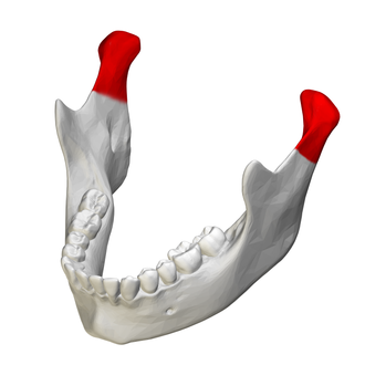 <p>Articulates with temporal bone</p>