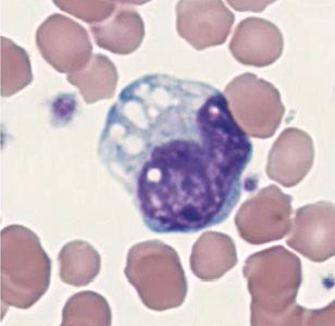 <p>Identify this immune cell</p>