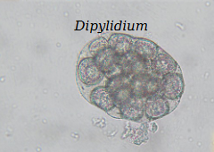 <p>Most common</p><p>Dogs and cats</p>