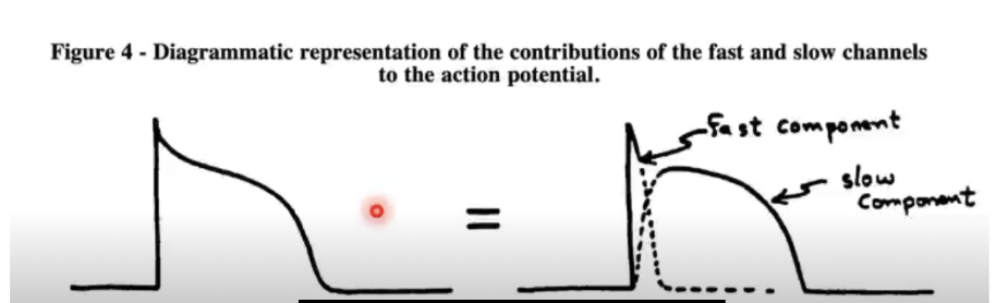 <p>Tetrodotoxin can block the sodium channel, and this allows for the action potential to solely look like the slow component </p>