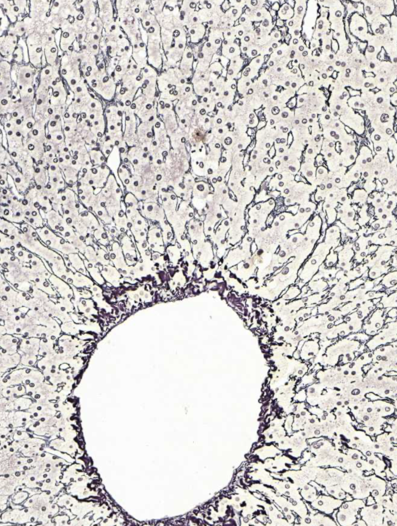 <img src="https://assets.knowt.com/user-attachments/8a2d9336-902c-45e1-b648-baa69ccd870a.png" data-width="100%" data-align="center" alt="knowt flashcard image"><p></p>