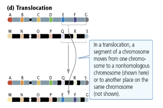 <ul><li><p><strong>Reciprocal:</strong> Two-way exchange between nonhomologous chromosomes.</p></li></ul><ul><li><p><strong>Nonreciprocal:</strong> One-way movement.</p></li><li><p><strong>Robertsonian Translocation:</strong> Long arms of two acrocentric chromosomes join at a centromere; causes <strong>Familial Down Syndrome</strong>.</p></li></ul><p></p>