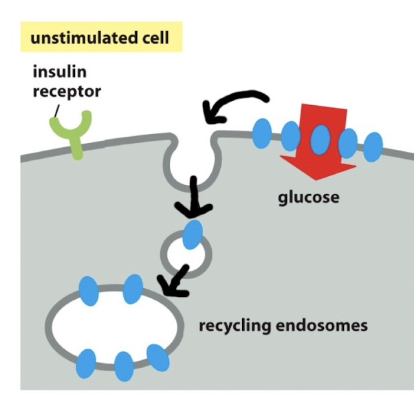 <ol><li><p>remove insulin </p></li><li><p>dephosphorylate target cells (via phosphates)</p></li><li><p>pinocytosis brings GLUTs back into cell from plasma membrane </p></li></ol><p>→ thus, glucose cant enter cell </p><p></p>