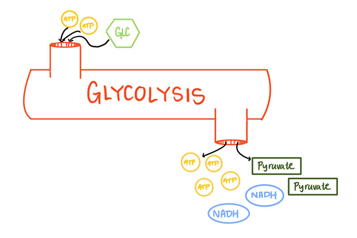 <p>The breakdown of glucose into pyruvate through a series of enzyme-catalyzed reactions.</p>