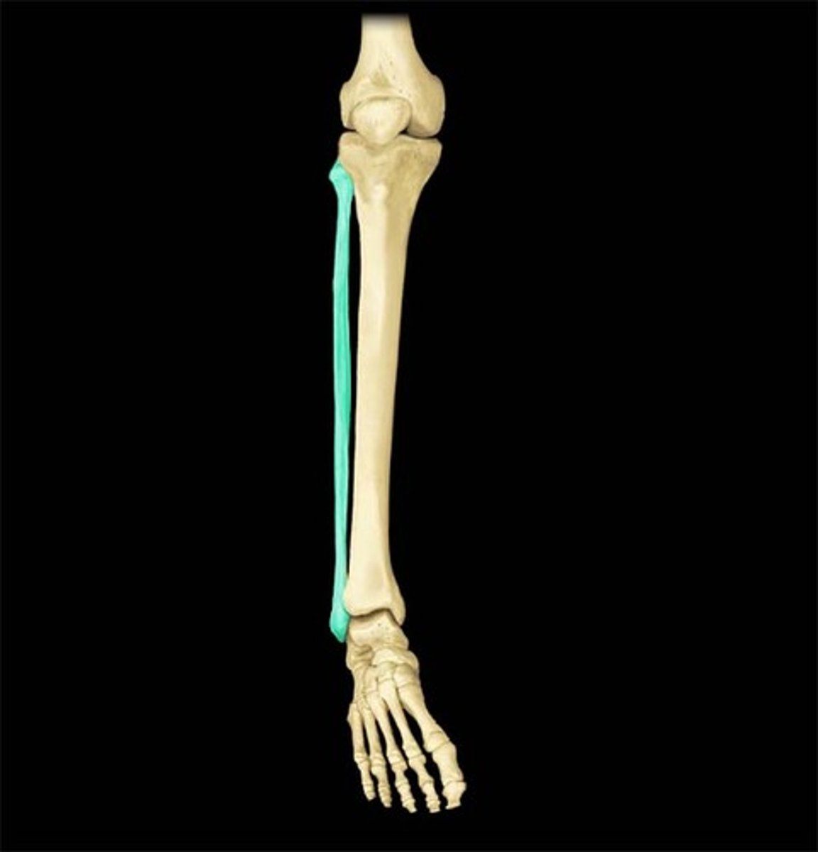 <p>calf bone; the lateral and smaller bone of the lower leg</p>