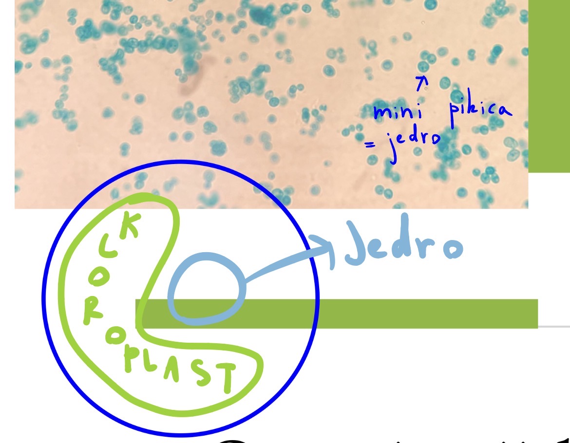 <p>Deblo : zelene alge - chlorophyta</p><p>Razred: ulvophyceae</p><p>Rod chlorella</p>